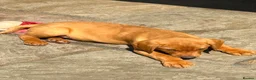 Labrador Retriever dogs for sale: KC Registered Labrador Puppies  - Advert 3