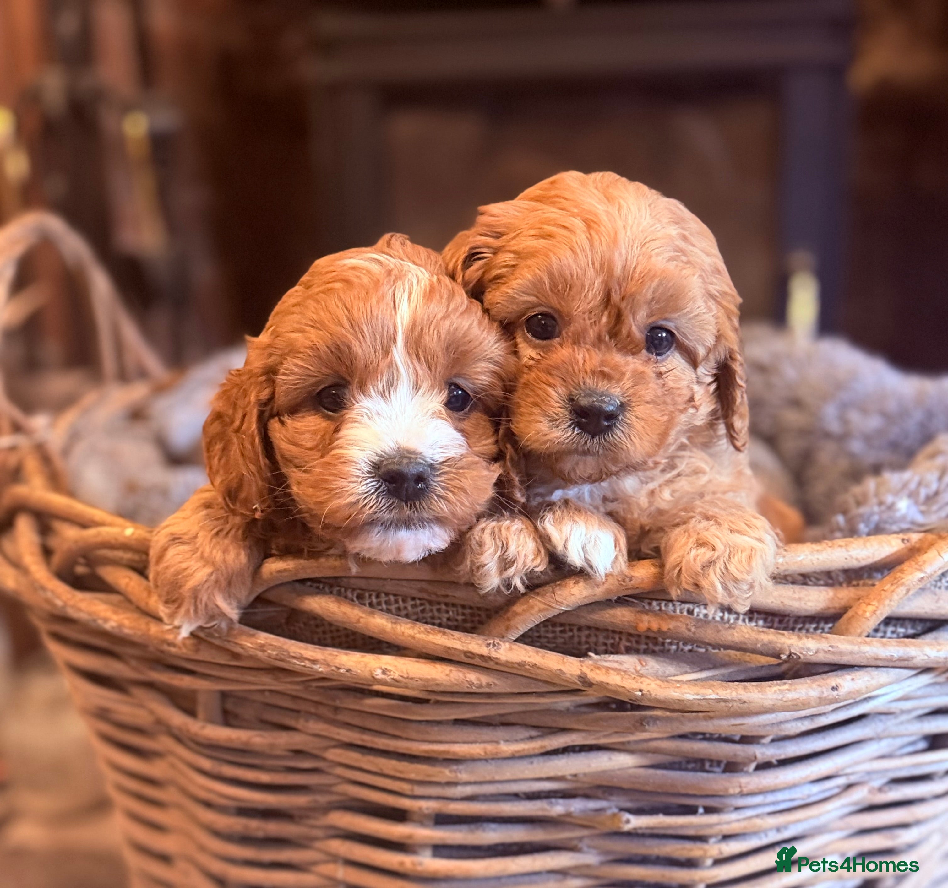 Cavapoo dogs Beautiful F1 Cavapoo Darlings  - Advert 1
