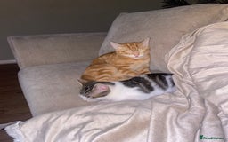 British Shorthair cats for sale: Two kittens  - Image 4