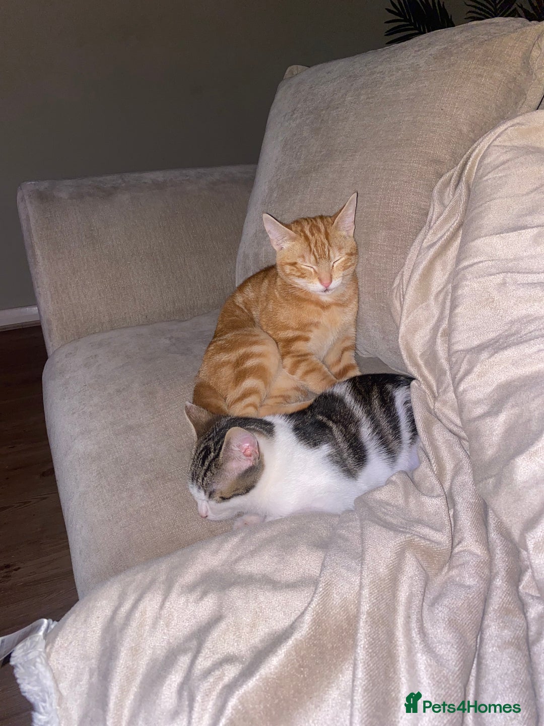 British Shorthair cats for sale: Two kittens  - Image 4