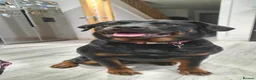 Rottweiler dogs for sale: Beautiful ROTTWEILER puppies  - Advert 27