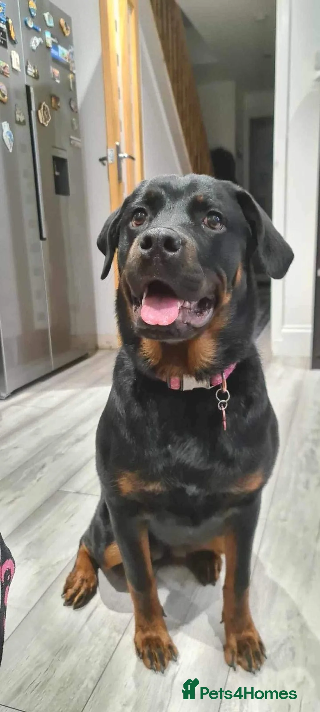 Rottweiler dogs for sale: Beautiful ROTTWEILER puppies  - Advert 27