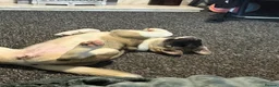Akita dogs for sale: female akita puppy  - Advert 7
