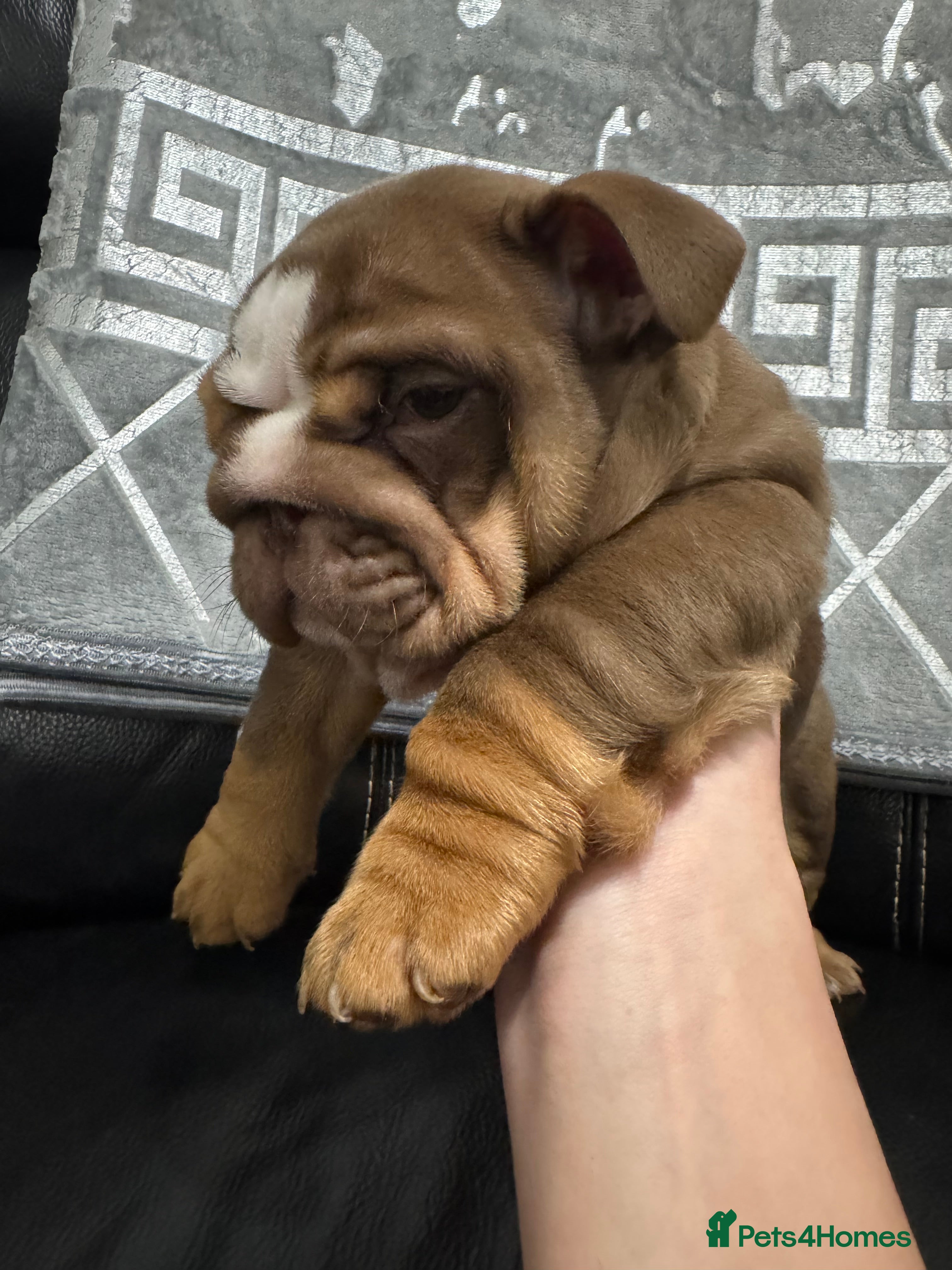 English Bulldog dogs English bulldogs puppies  - Advert 11