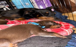 Dobermann dogs for sale: Doberman Puppies For Sale  - Image 9