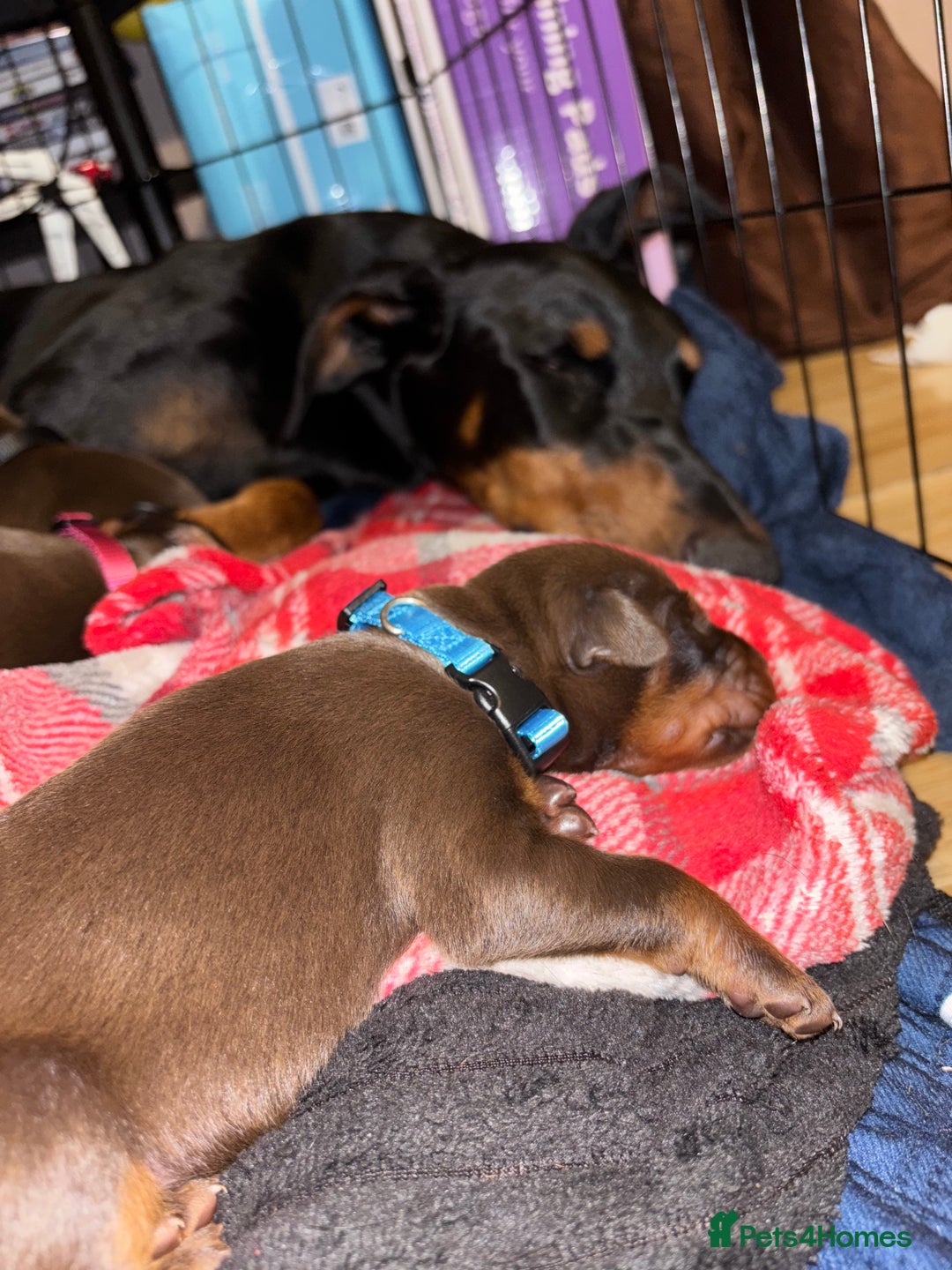 Dobermann dogs for sale: Doberman Puppies For Sale  - Image 9