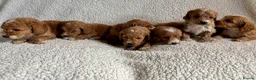 Cockapoo dogs for sale: F1bcockapoo puppies - DNA Health test clear  in Staines - Advert 31