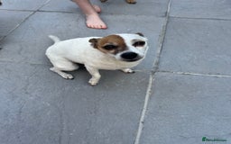 Jack Russell dogs for sale: Female jack russell - Image 3