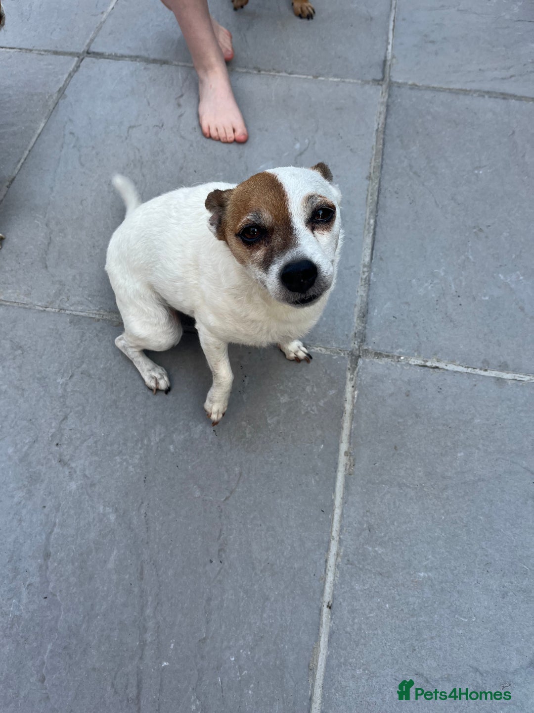 Jack Russell dogs for sale: Female jack russell - Image 3