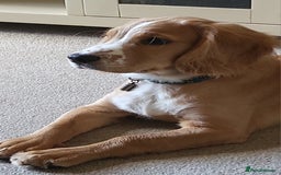 Cocker Spaniel dogs for sale: Golden/red 5 month old cocker spaniel - Image 4