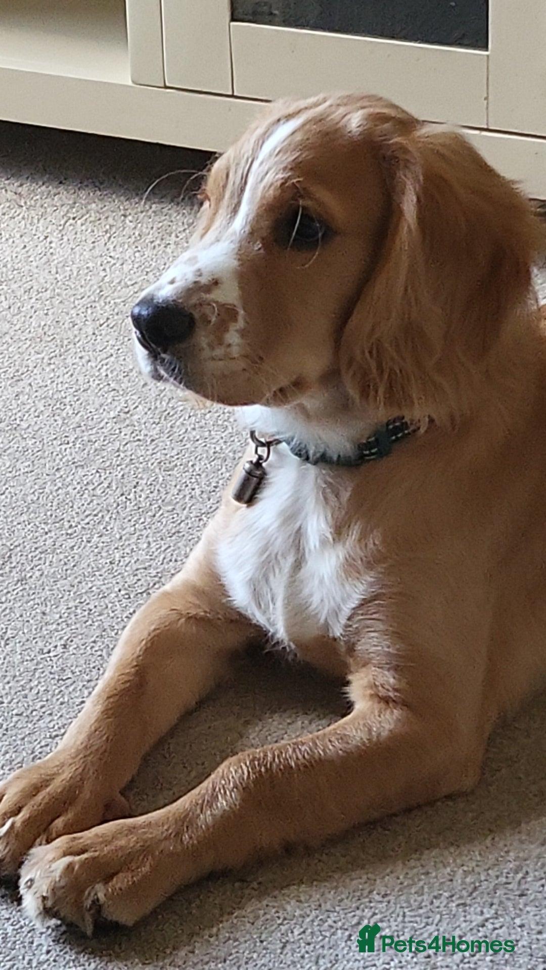 Cocker Spaniel dogs for sale: Golden/red 5 month old cocker spaniel - Image 4