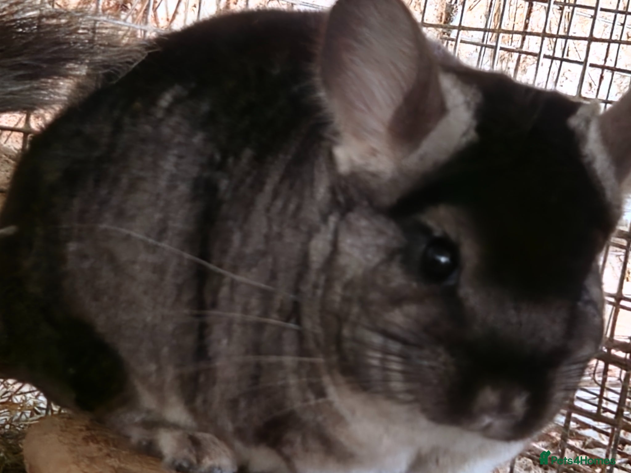 Chinchilla rodents Black velvet female and twin brother chinchillas - Advert 2