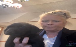 Labrador Retriever dogs for sale: Nicky shields  - Image 2