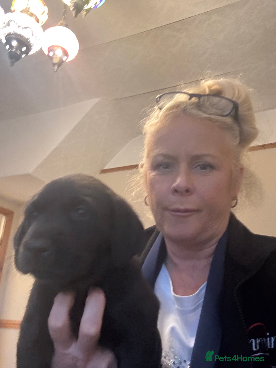 Labrador Retriever dogs for sale: Nicky shields  - Image 2