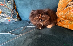 Persian cats for sale: Beautiful Persian Brother & 2 Sisters Available  - Image 11