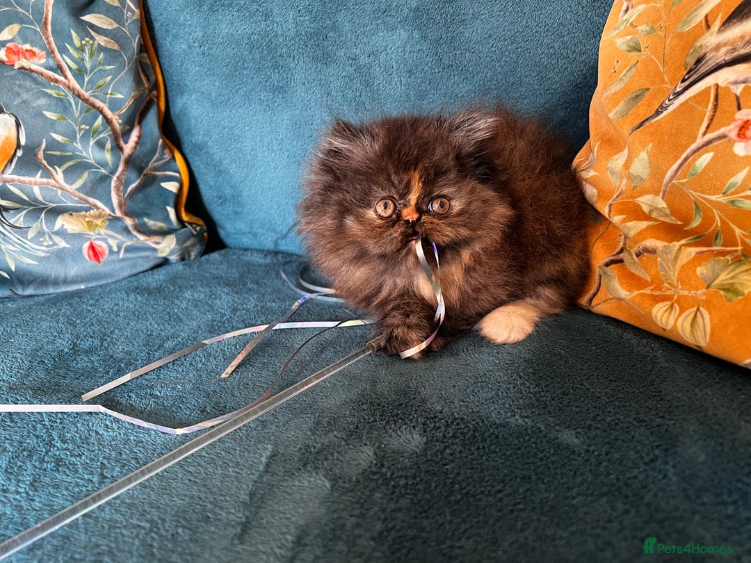 Persian cats for sale: Beautiful Persian Brother & 2 Sisters Available  - Image 11