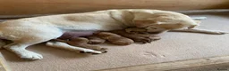 Labradoodle dogs for sale: Miniature Red Labradoodles - Advert 3