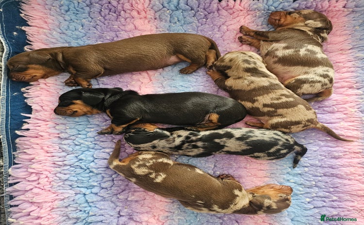 Dachshund dogs - Advert 1