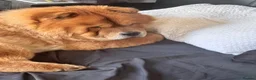 Chow Chow dogs for stud: KC registered Ralph chow chow  in Woodford Green - Advert 2