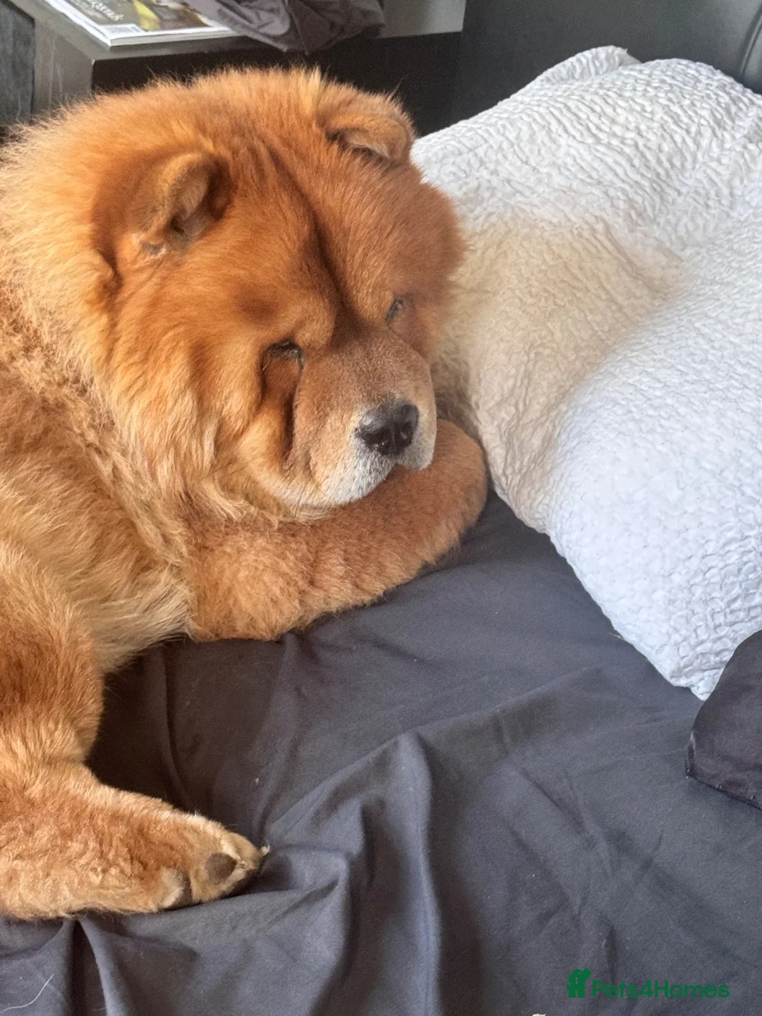 Chow Chow dogs for stud: KC registered Ralph chow chow  in Woodford Green - Advert 2