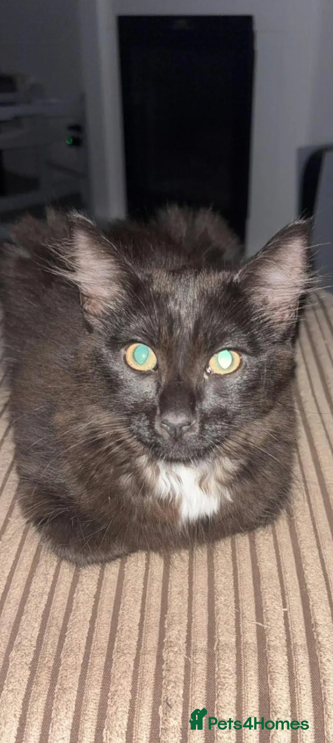 Mixed Breed cats for sale: Meet Noah  - Advert 4