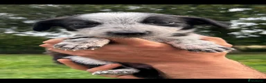 Lurcher 5