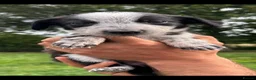 Lurcher dogs for sale: 4 Stunning lurcher puppies  - Advert 13