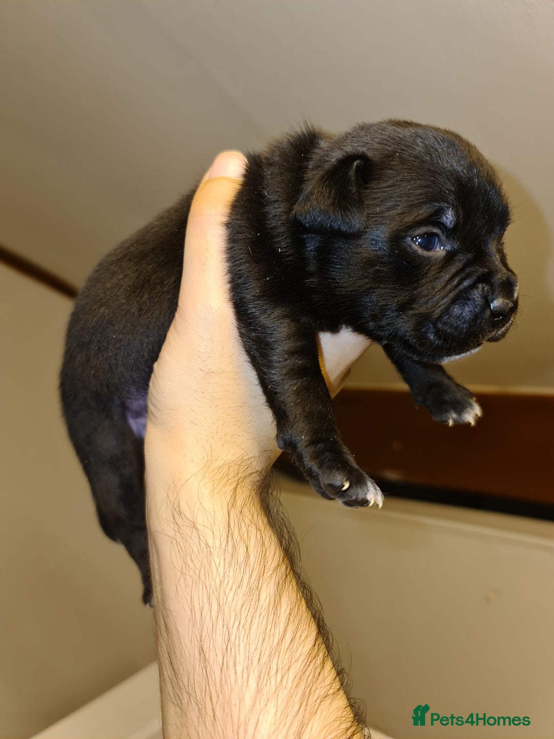 Staffordshire Bull Terrier dogs for sale: Adorable champion bred black staffys puppy's  - Image 16