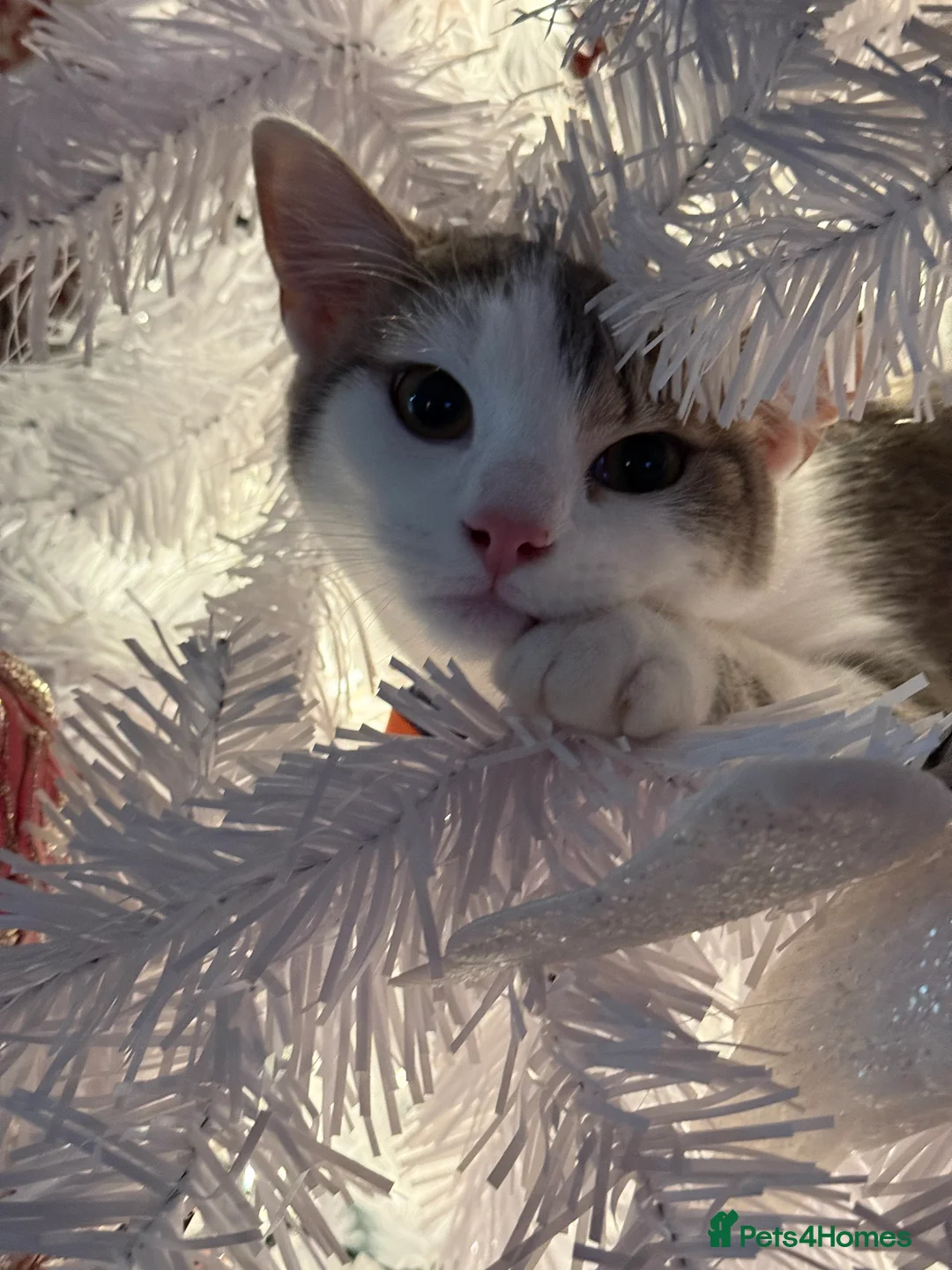 Domestic Shorthair cats for sale: Male 8 months in need of forever home (see desc) - Advert 1