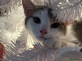 Domestic Shorthair cats Male 8 months in need of forever home (see desc) - Advert 13