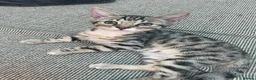Bengal cats for sale: Bengal X READY NOW  - Advert 3