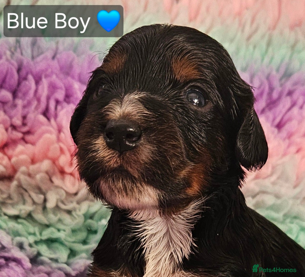 Cockapoo dogs Licensed breeder Show cockapoo litter! BOYS ONLY  - Advert 16