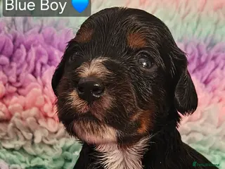 Cockapoo dogs Licensed breeder Show cockapoo litter! BOYS ONLY - Advert 16