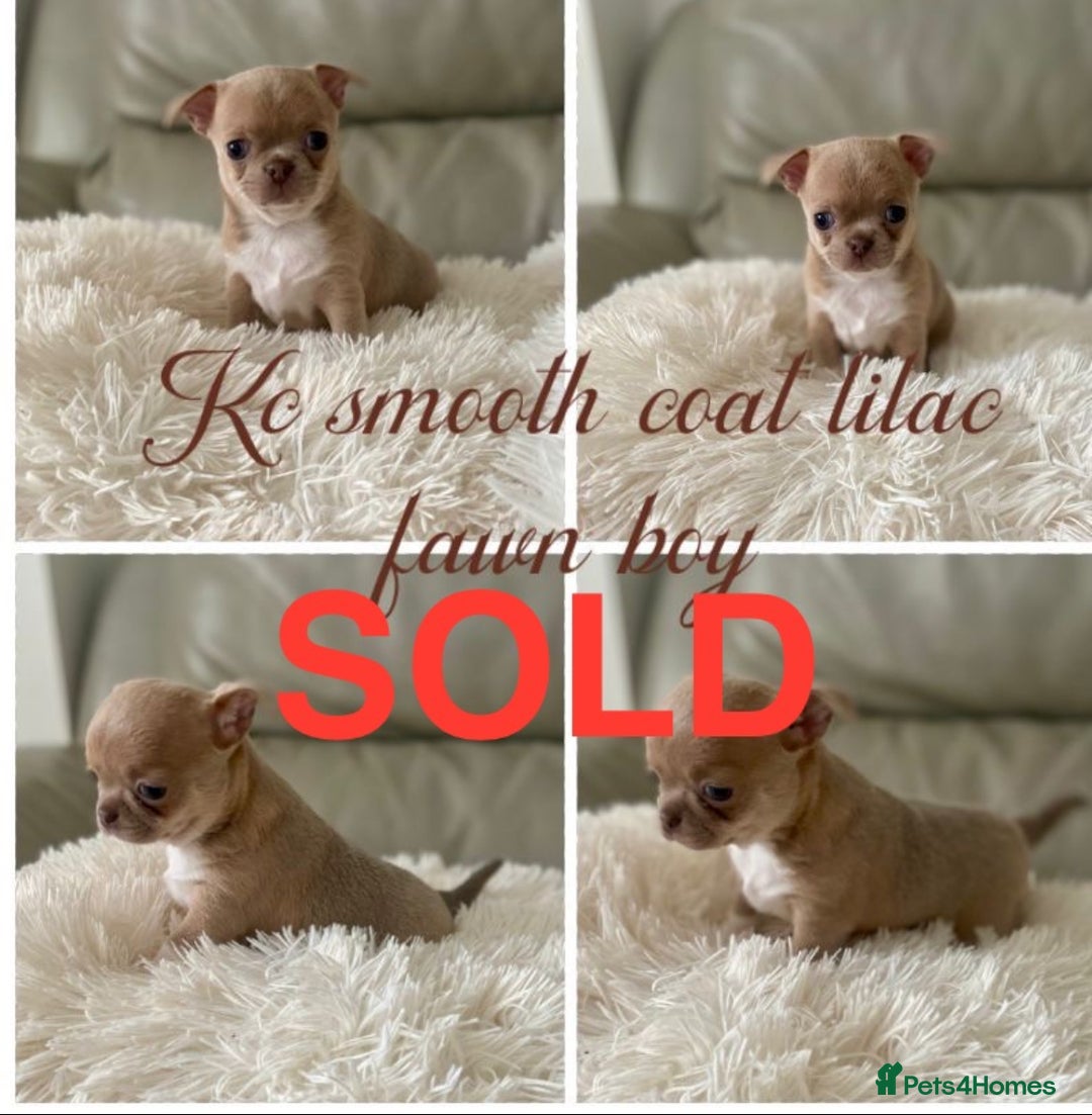 Chihuahua dogs for sale: KC Reg Chihuahua Boy Fully vaccinated - Ready - Advert 5