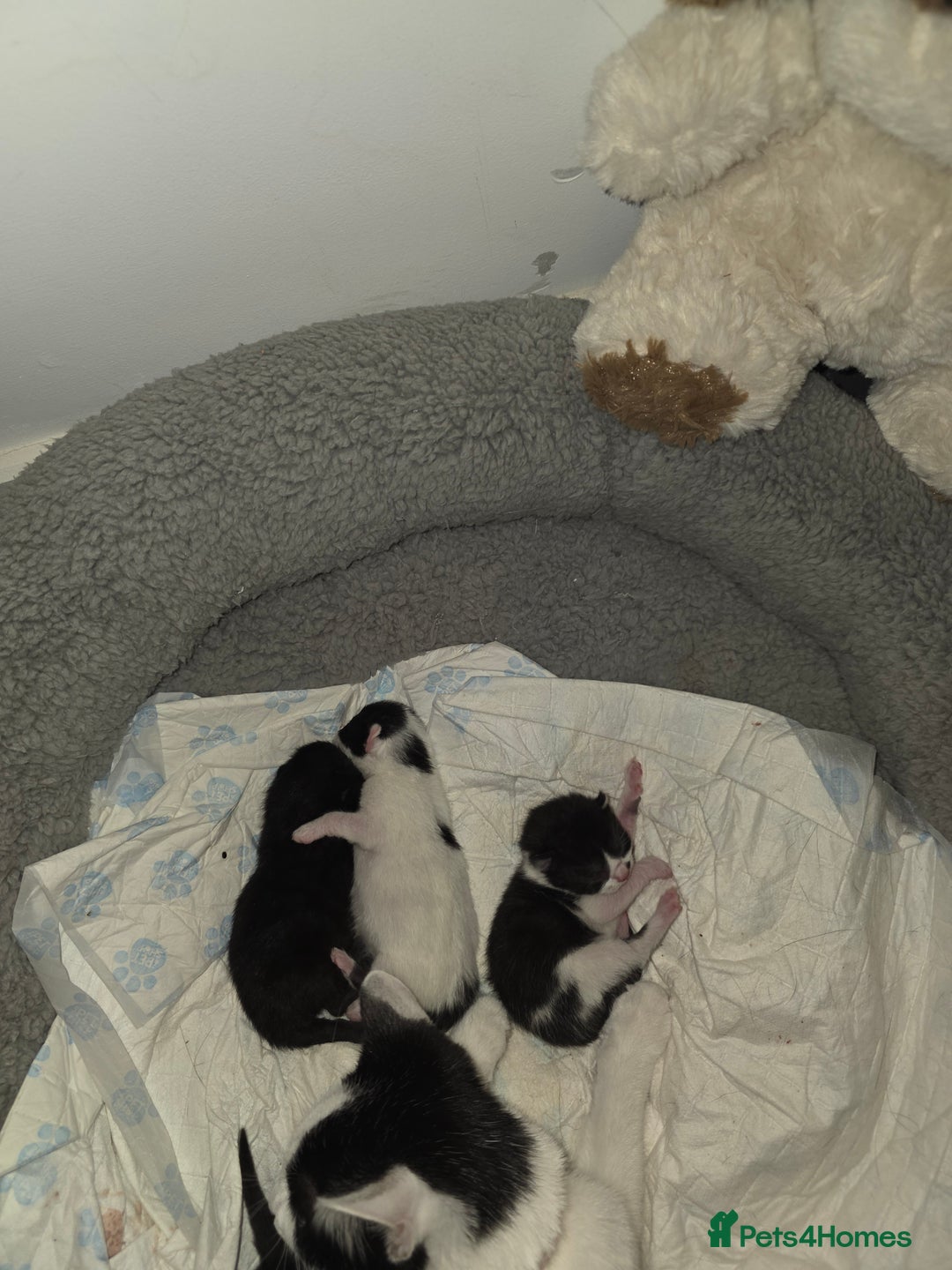 British Shorthair cats for sale: 3 kittens  - Image 1