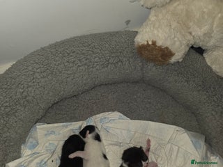 British Shorthair cats - Advert 13