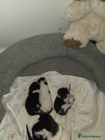 British Shorthair cats - Advert 11