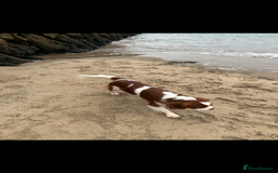 Cavalier King Charles Spaniel dogs for stud: KC registered health tested Blenheim stud in Folkestone - Image 12