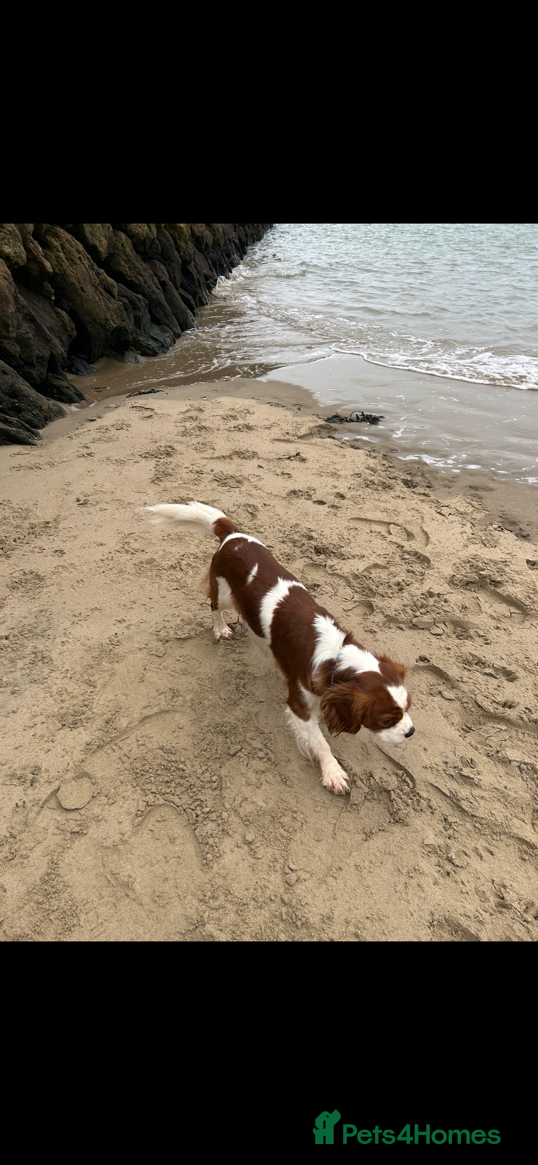 Cavalier King Charles Spaniel dogs for stud: KC registered health tested Blenheim stud in Folkestone - Image 12