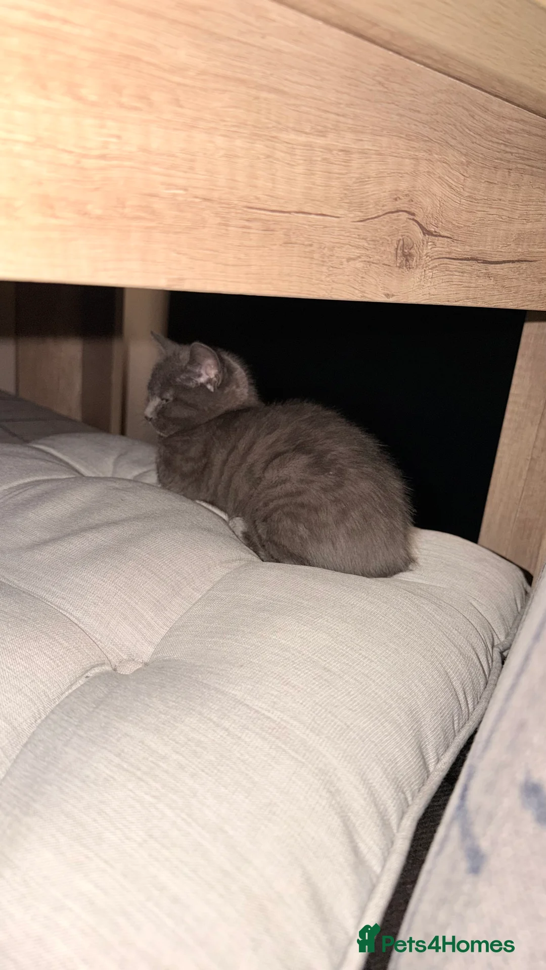 British Shorthair cats for sale: British shorthair cross - Advert 4