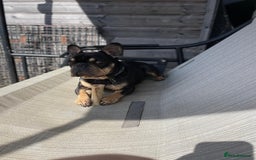 French Bulldog dogs for adoption: 💙WINSTON-LITTLE FRENCHIE BOY WITH A BIG HEART💙 - Advert 4