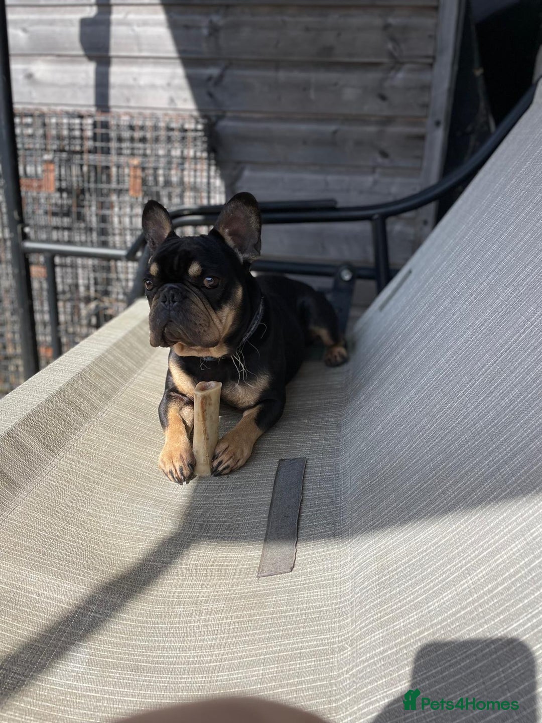 French Bulldog dogs for adoption: 💙WINSTON-LITTLE FRENCHIE BOY WITH A BIG HEART💙 - Advert 4