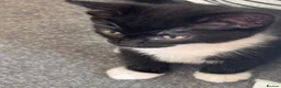 Mixed Breed cats for sale: Beautiful fluffy tuxedo kittens available now - Advert 10