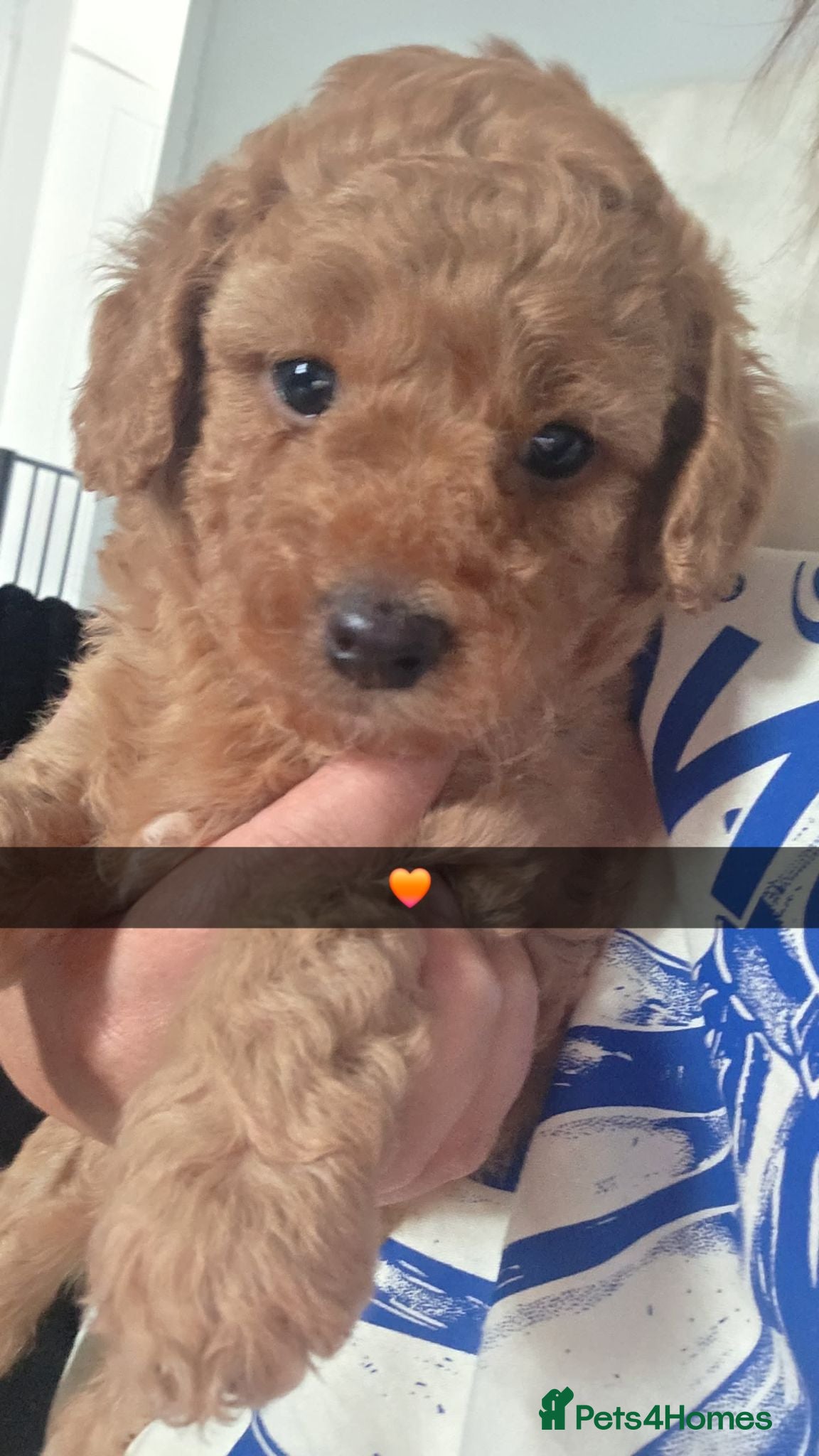 Labradoodle dogs  F2 Miniature Labradoodle - Advert 1