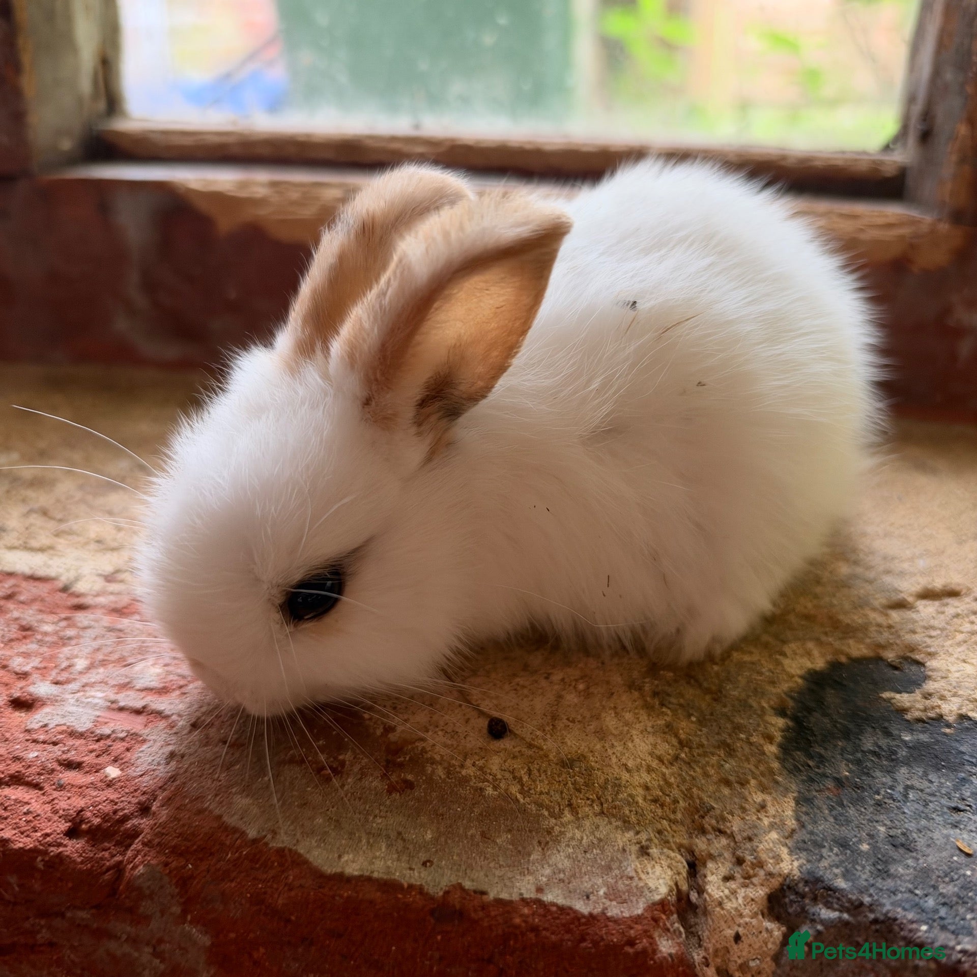 Mixed Breed rabbits New litter ready now - tame bunnies available now  - Advert 17