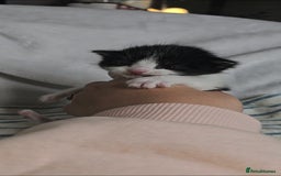Maine Coon cats for sale: 💫Maine Coon Mix Family Raised Kittens💫 5*Reviews - Image 7