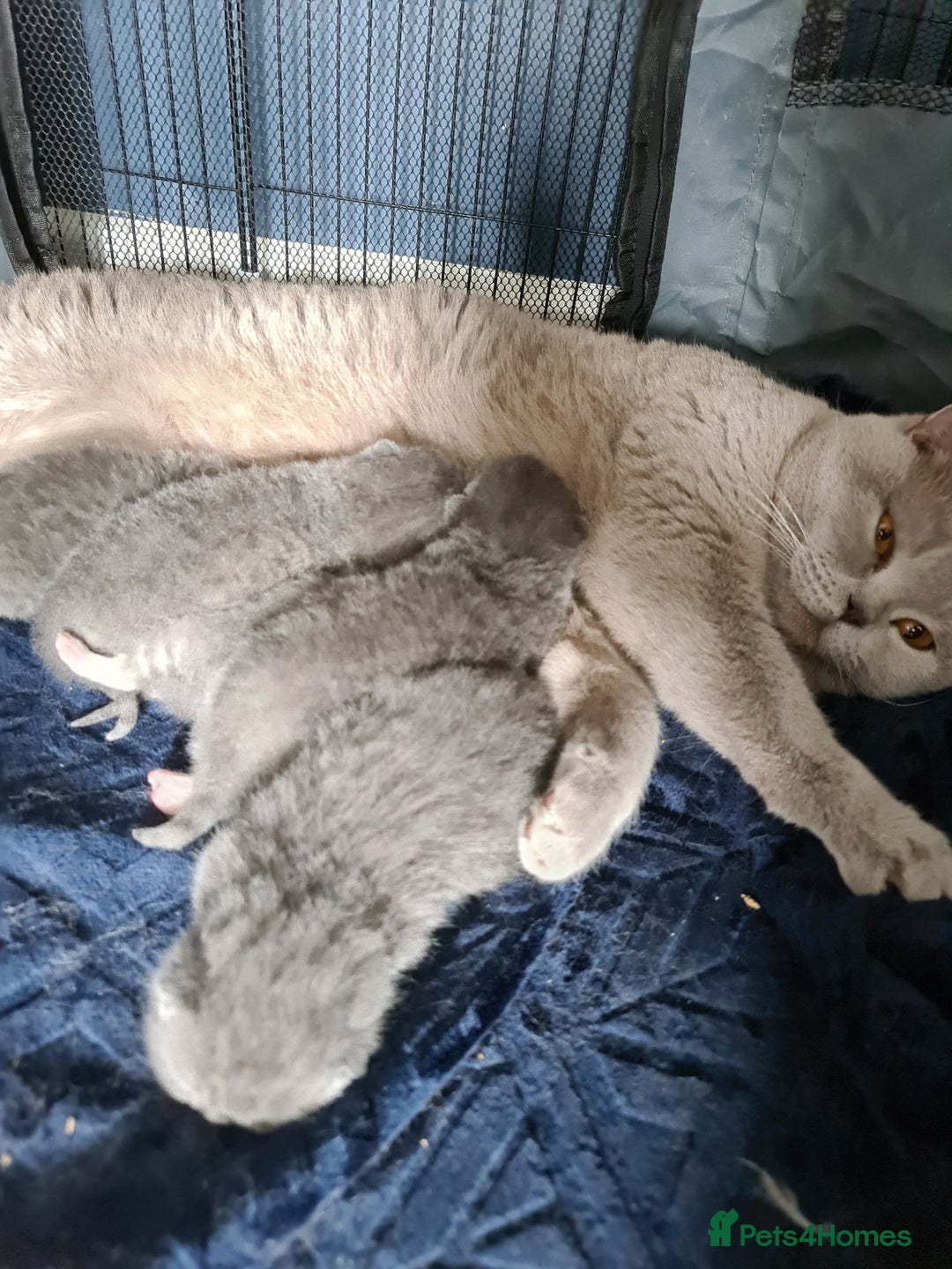 British Shorthair cats for sale: Last beautiful British Shorthair kitten READY NOW - Image 5