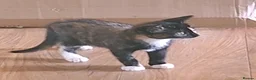 Mixed Breed cats for sale: Beautiful mixed kittens - Advert 7