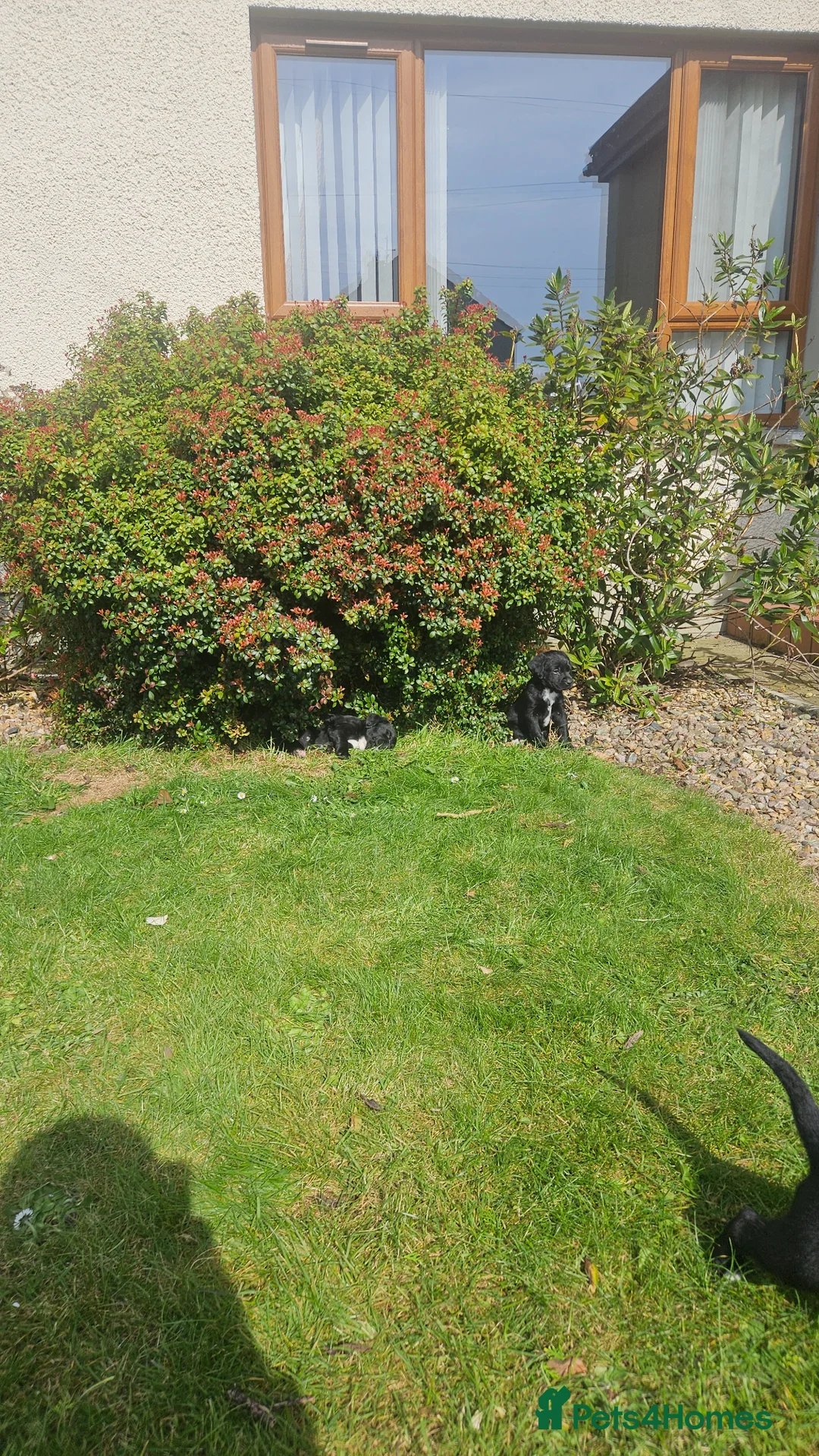 Cockerdor dogs for sale: Cockerdors - Advert 14