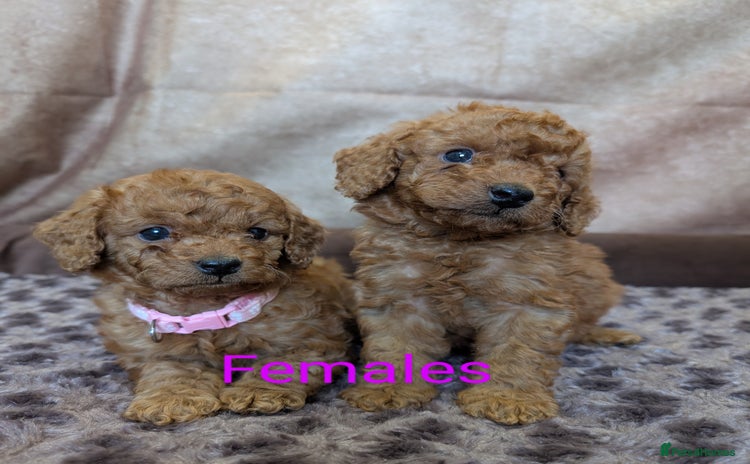 Cockapoo dogs in Droitwich - Advert 1